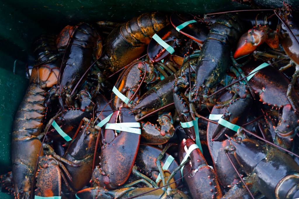 Lobster Roll Remix returns for Maine Lobster Week