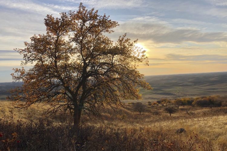 The sun sets behind an apple tree that could be a "lost" variety known as Walbridge, in the Steptoe Butte area near Colfax, Wash. The tree is one of hundreds being studied by two amateur botanists with the Lost Apple Project.