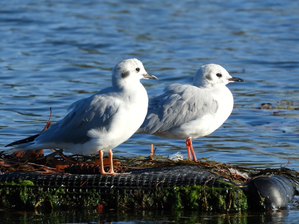 Canoeing in Maine Exploring Woodward Point in Brunswick