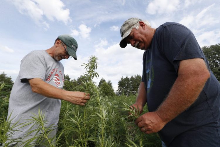 Jeff Dennings, left, and Dave Crabill industrial hemp farmers, check plants at their farm Aug. 21 in Clayton Township, Mich. The legalization of industrial hemp is spurring U.S. farmers into unfamiliar terrain, tempting them with profits amid turmoil in agriculture while proving to be a tricky endeavor in the early stages. Up for grabs is a lucrative market, one that could grow more than five-fold globally by 2025, driven by demand for cannabidiol.
