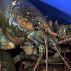 Lobster_Exports-Europe_44551
