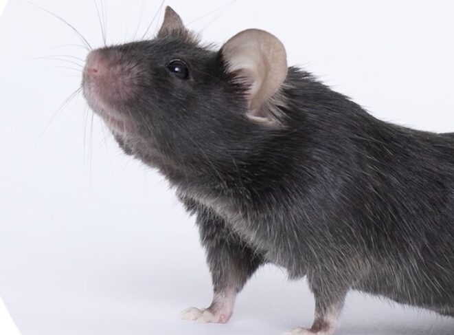 Jackson Lab Mouse ‘Mighty mice’ from Jackson Lab launched into space to help researchers