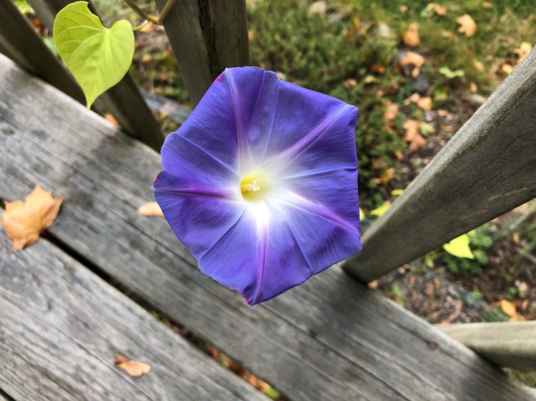 The glory of a morning glory. It never gets old.