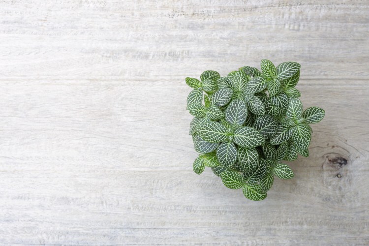 Also called the mosaic plant, Fittonia makes a relatively easy houseplant. People like it for its striking leaves.