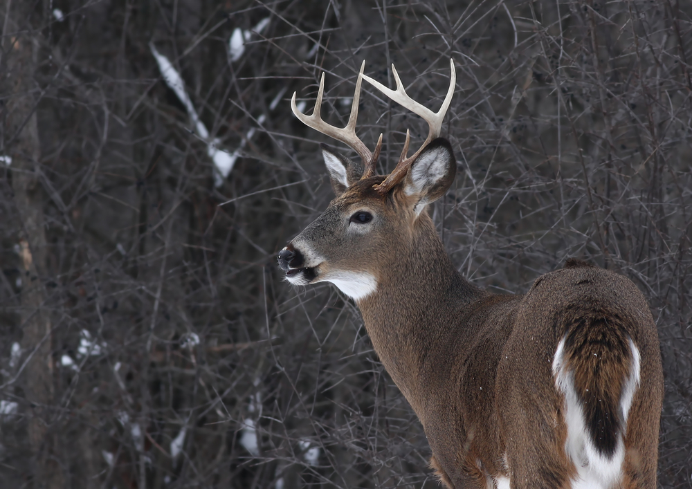 Maine biologists seek a record of nearly 110,000 anydeer hunting permits