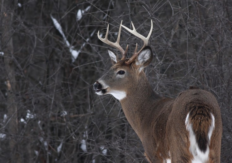 To cull the statewide deer population of about 300,000, state biologists want hunters to bag does, not bucks – as many as 13,000 this fall. 