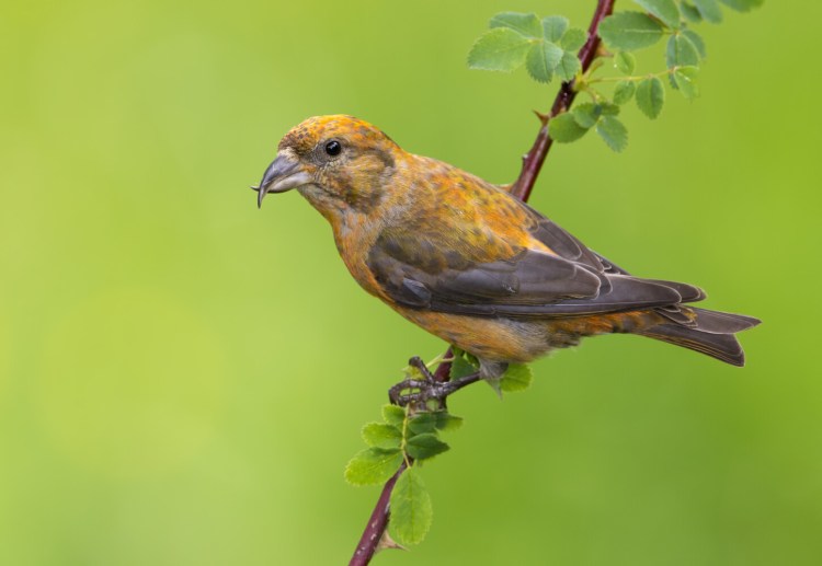 A red crossbill with its highly specialized beak. 