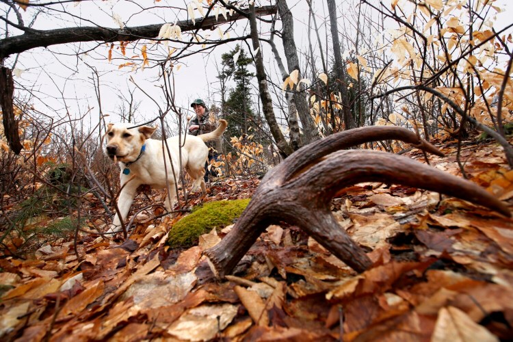 In this archive photo, Luci, a 9-month-old yellow Labrador retriever, searches for a moose antler. Deer hunting season may be done, but you (and your dog) can hunt for deer antlers, too. Male whitetails shed them each year after the mating season. 