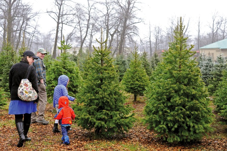A family searches for a tree Nov. 29 in the only Christmas tree farm in Kodiak, Alaska.