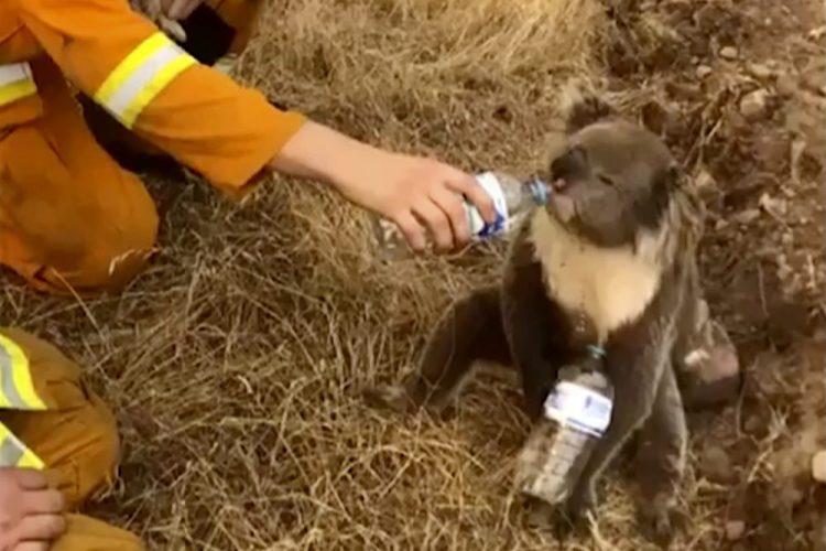 In this image made from video taken on Dec. 22, a koala drinks water from a bottle given by a firefighter in Cudlee Creek, South Australia.