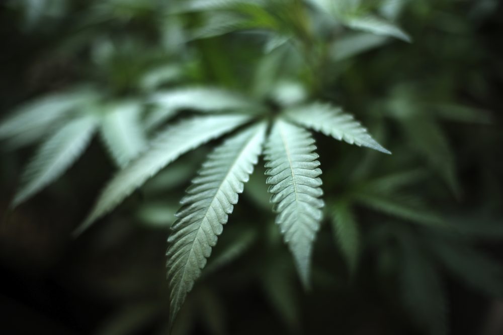 California_Marijuana_Pregnancy_10753