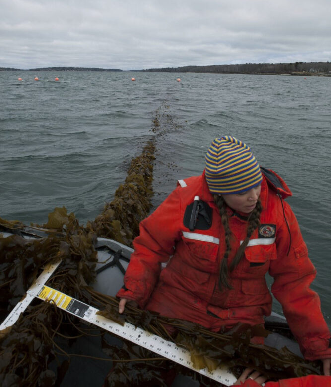 Brittney Honisch, a research associate at Bigelow Laboratory, measures a piece of kelp before harvest in Casco Bay in 2016.  