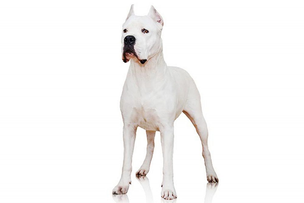 Dogs_New_Breeds_48087