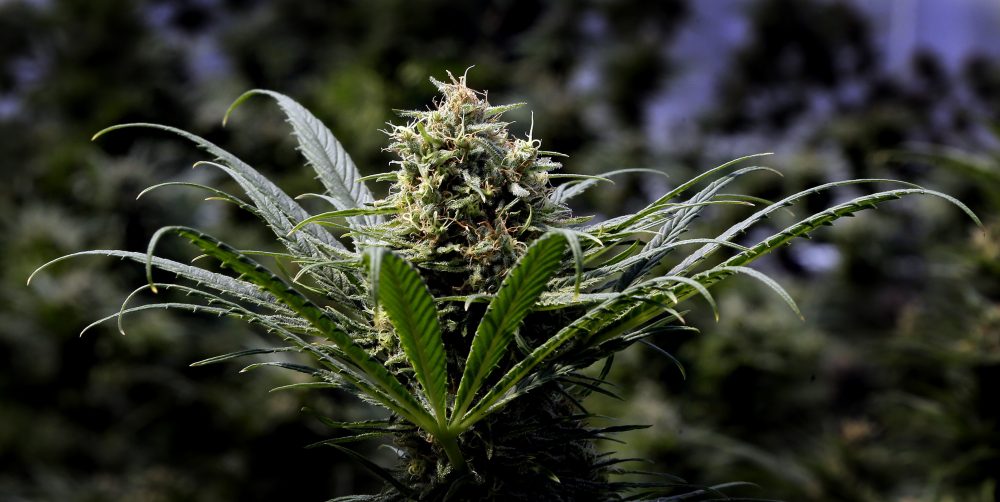 Oregon-Cannabis-Beer_77212