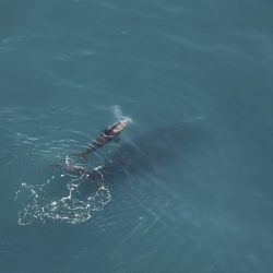 Right_Whales__99192