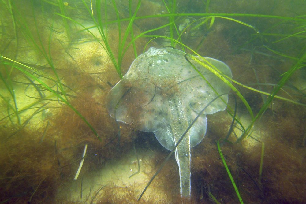 Saving_Seagrass_95605