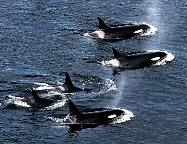 An armada of orca whales surface as they swim close to shore near Lime Kiln State Park in Washington in 2004. Southern orca residents were listed as an endangered species in 2005. There are only 73 left.