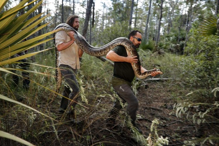 Ian Bartoszek, right, and Ian Easterling carry a 14-foot, 95-pound, female Burmese python out of an upland habitat in Naples, Fla, in 2019.