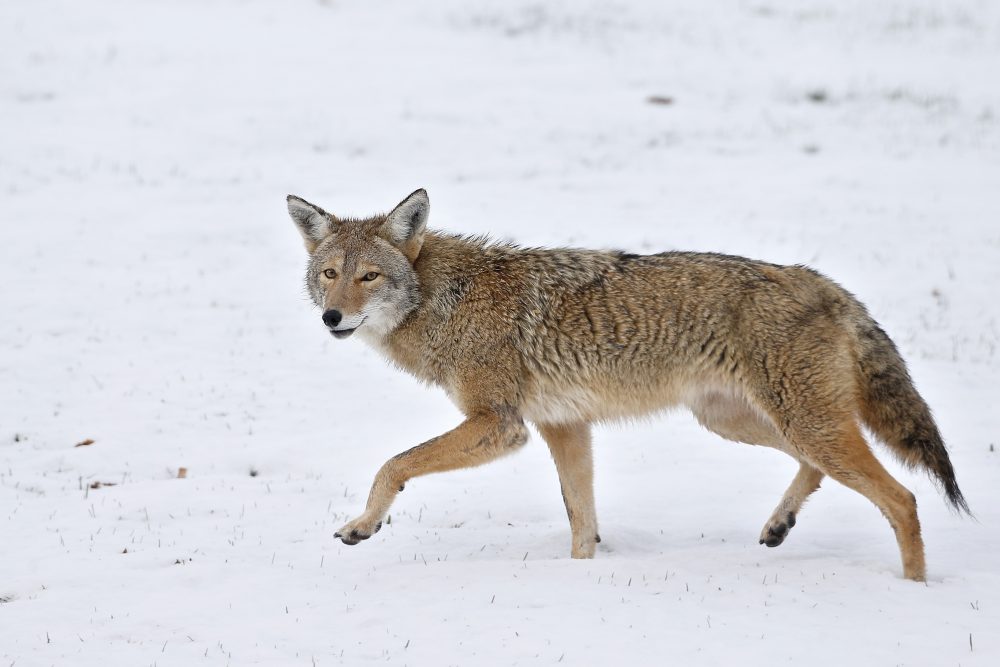 Wildlife_Hunting_Contests_87239