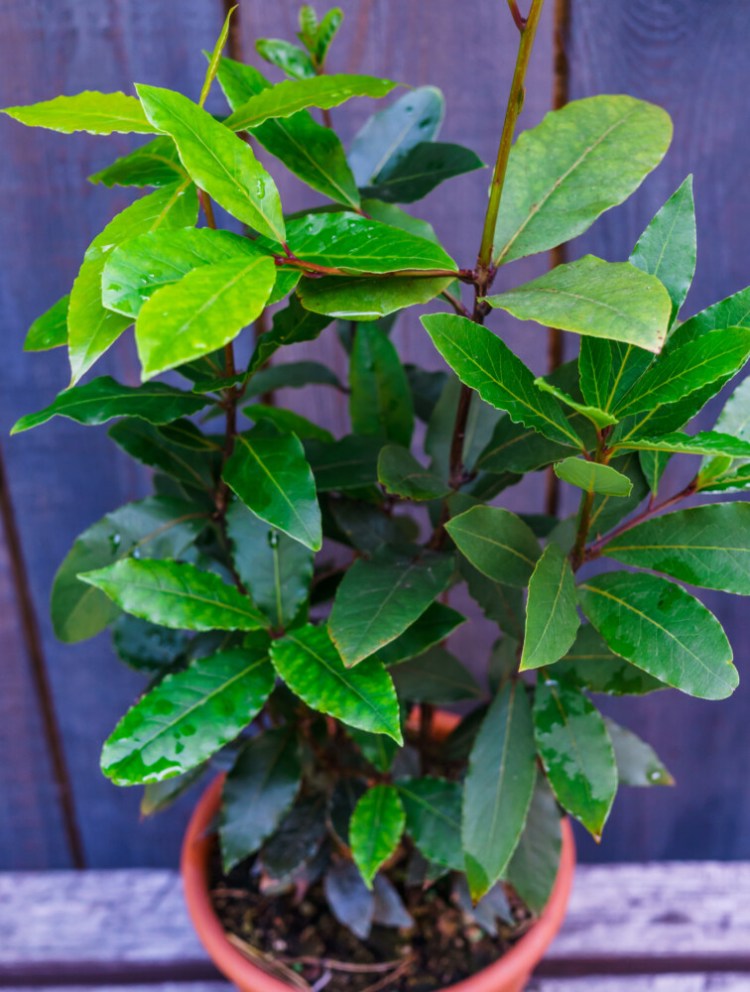 A potted bay leaf bush. These can grow up to 50 feet tall in warmer climes. Here, they make a pretty and useful potted plant.