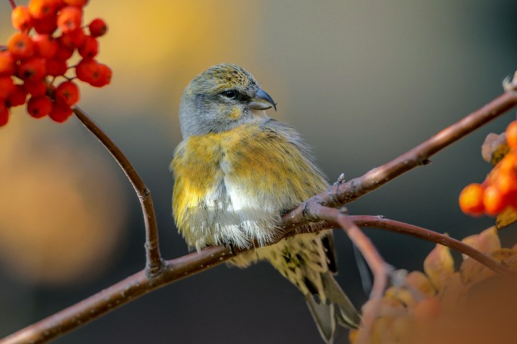 A White-winged Crossbill. Amazingly, these birds nest in every month of the year, even in severe cold. 