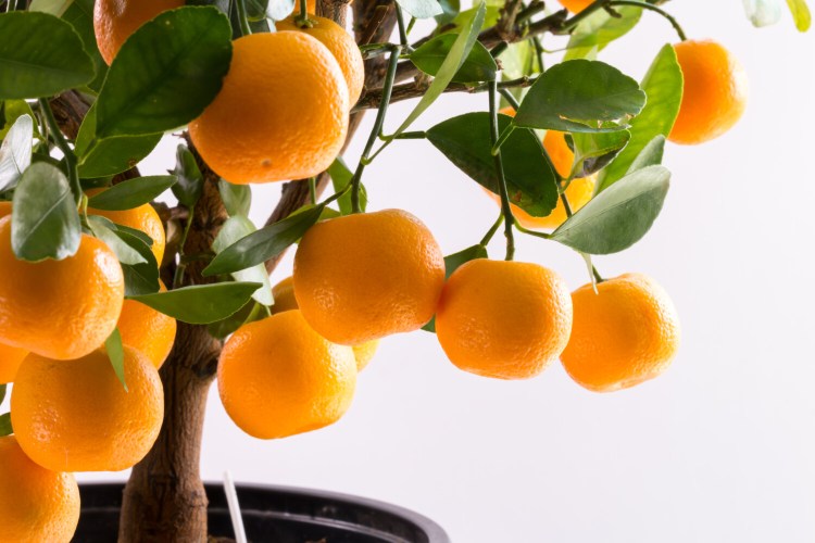So you live far from Florida and half the year it's ice and snow? Take heart, you can still grow an orange tree. 