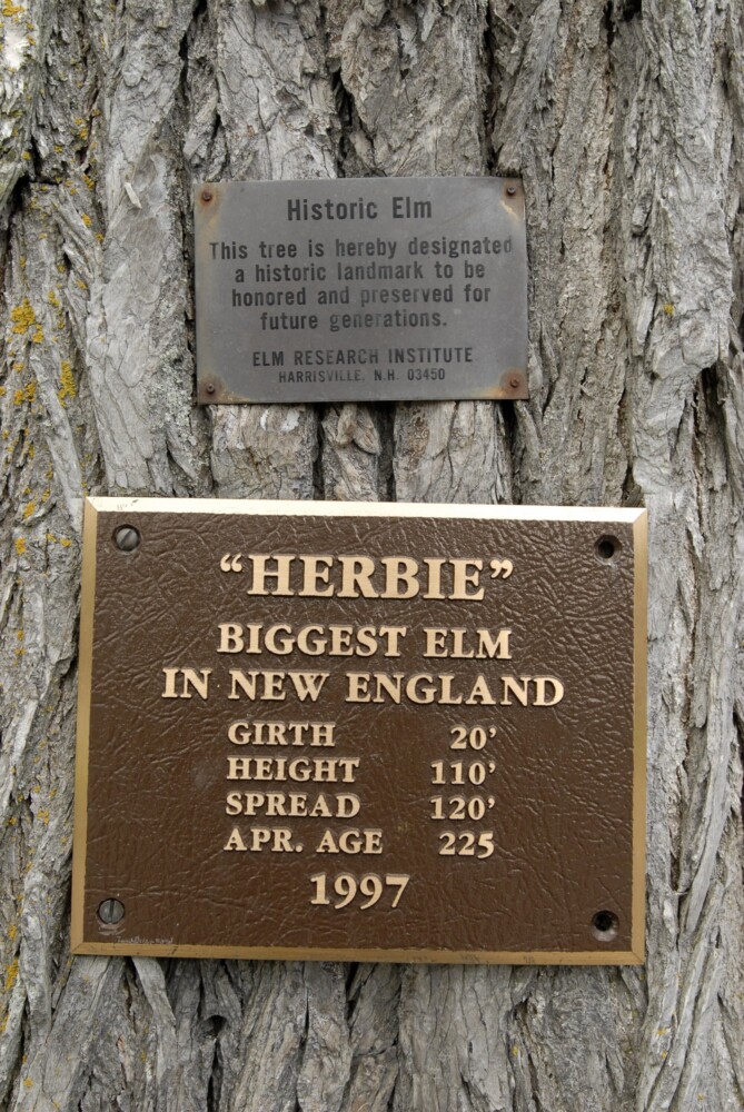 In 1997, a plaque was attached to Herbie's trunk. About 13 years later, the beloved elm tree had to be cut down. Now you can grow its clone.