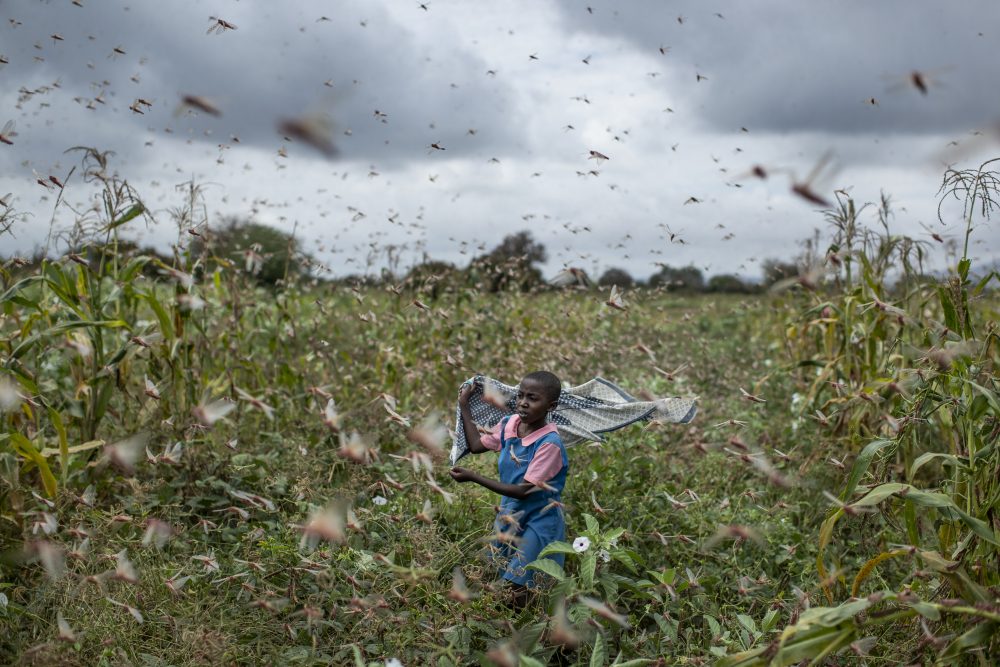 APTOPIX_Kenya_Africa_Locust_Outbreak_14050