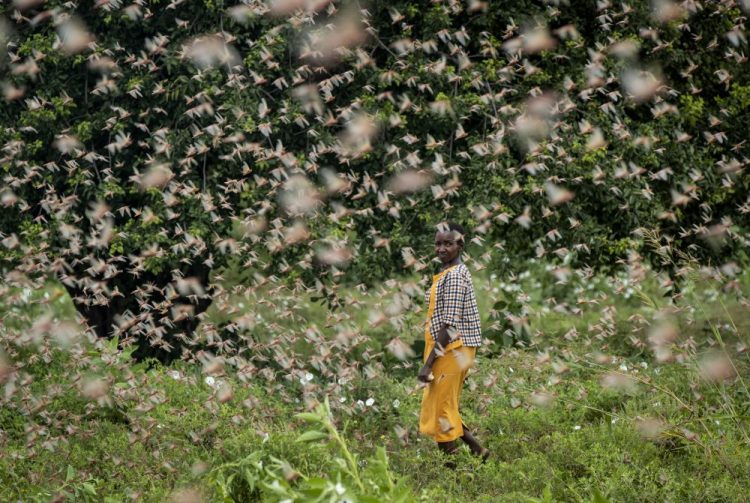 A farmer walks through swarms of  locusts feeding on her crops in Katitika, Kenya, on Friday. Hundreds of millions of 
the pests are destroying farmland and threatening an already vulnerable region. 