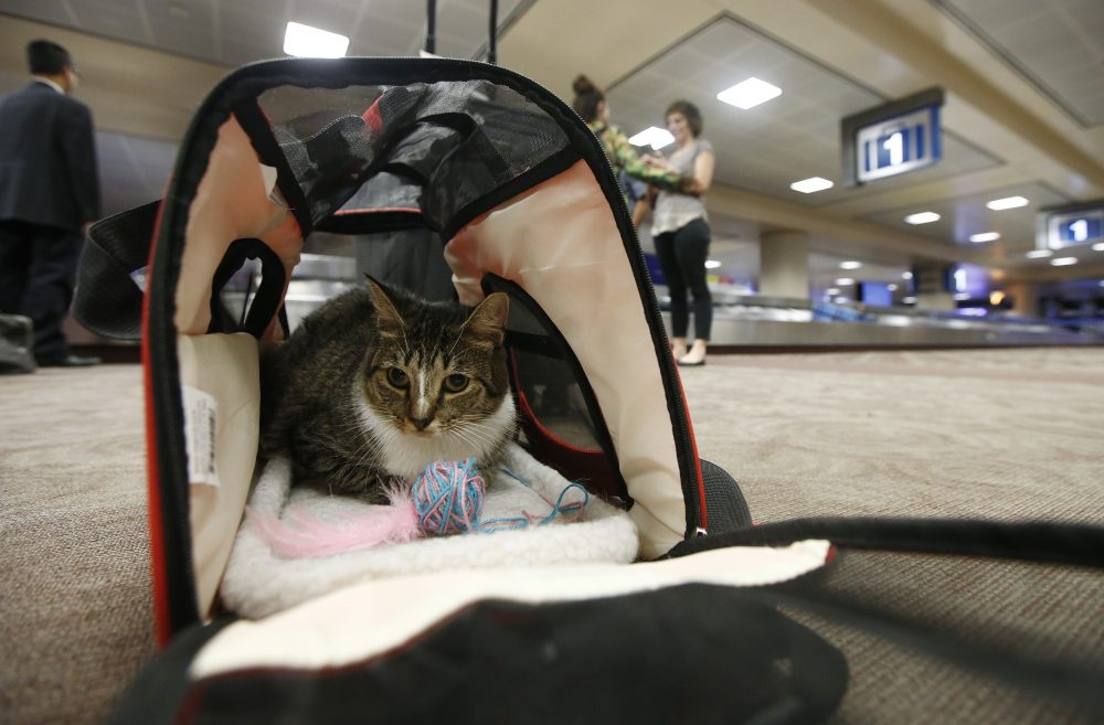 Animals_on_Planes_97701