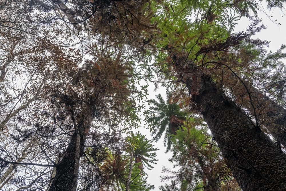 Australia_Dinosaur_Trees_35731