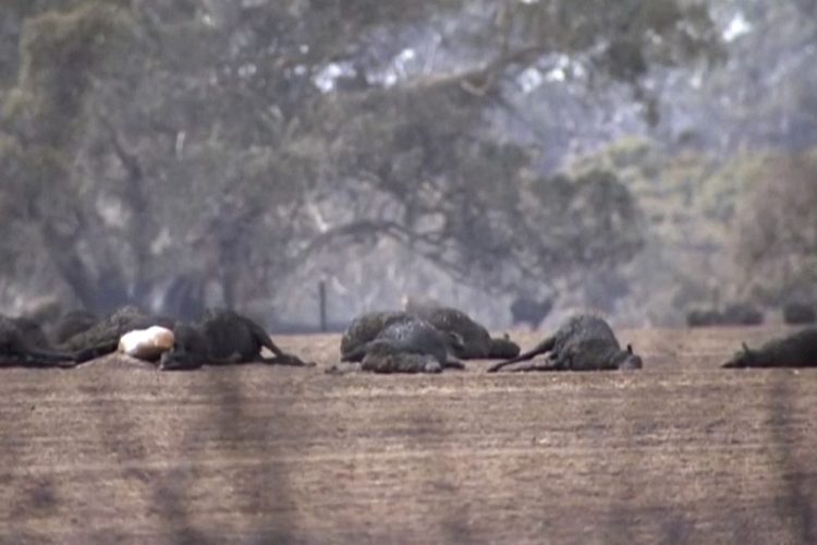 This image made from video shows dead kangaroos and sheep Sunday after wildfires hit the Kangaroo Island, South Australia.