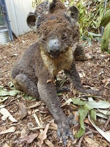 Australia_Wildfires_Endangered_Creatures_05310