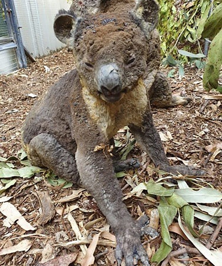 Australia_Wildfires_Endangered_Creatures_05310