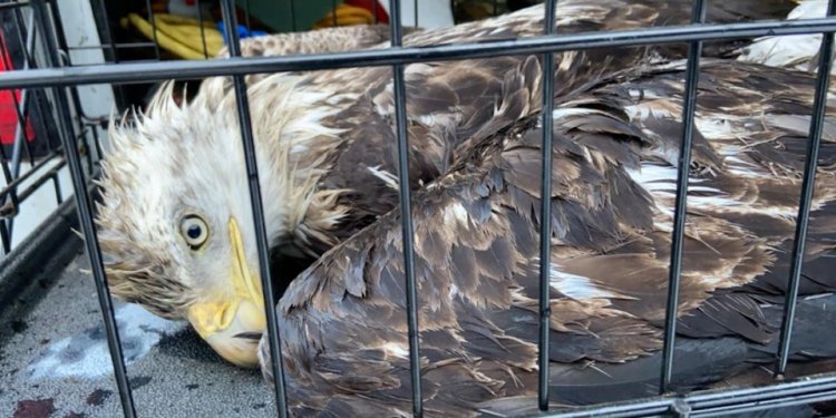 This bald eagle was found shot in Peru and later died. Maine game wardens are offering a reward for information that leads to a conviction of the person responsible.