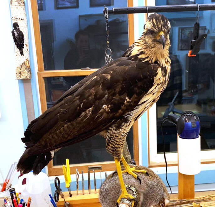 The first photos of the great black hawk mount destined for the Maine State Museum were posted on Facebook on Wednesday by hunter Christi Holmes, who saw the finished mount at Tom Berube's taxidermy studio in Poland. 