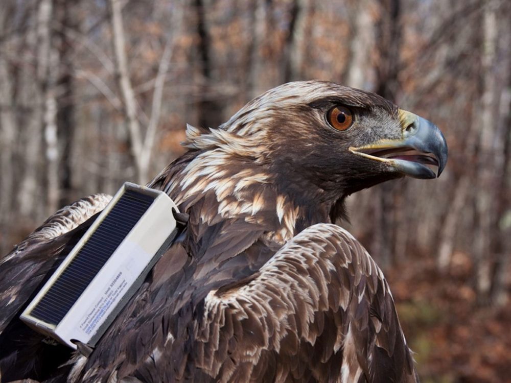 Golden_Eagles_Alabama_04432