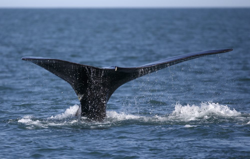 Maine_Lobstermen-Right_Whales_18701
