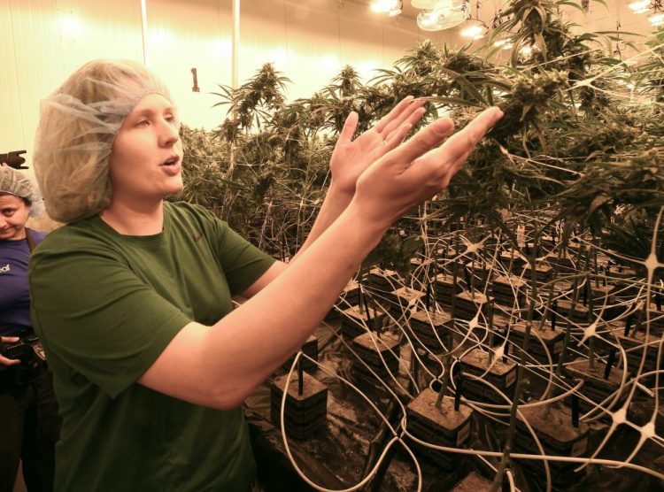 Elizabeth Keyser, lead grower at the Curaleaf medical cannabis cultivation and processing facility in Ravena, N.Y., talks about flowering medical marijuana plants being grown in August. Although legislative efforts stalled and a vaping sickness stirred new concerns, the governors of New York, New Jersey and Connecticut still want to make recreational pot legal. But the states have different approaches and timeframes, and some proposals have shifted since last year.