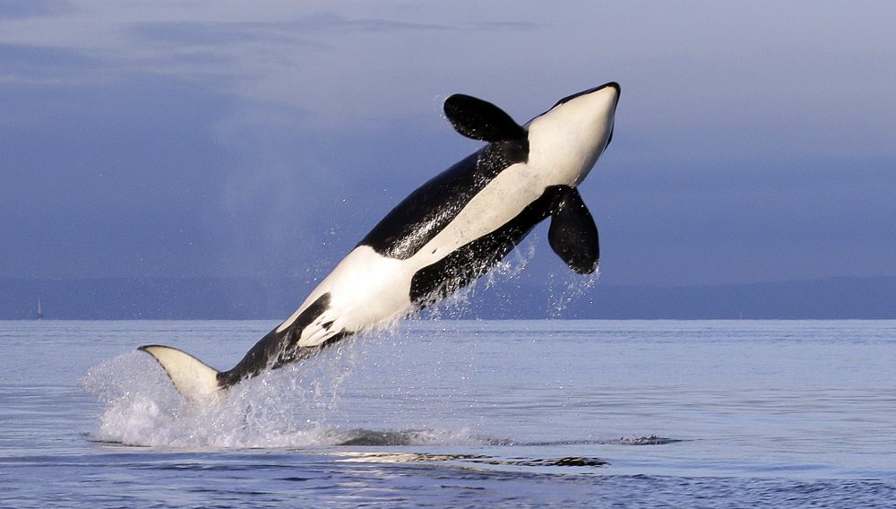 Missing_Northwest_Orca_54440