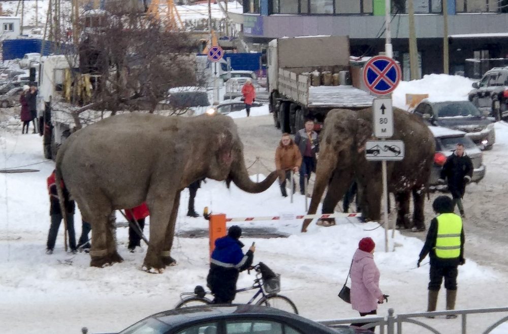 Russia_Elephant_Escape_93282
