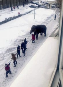 Russia_Elephant_Escape_93349