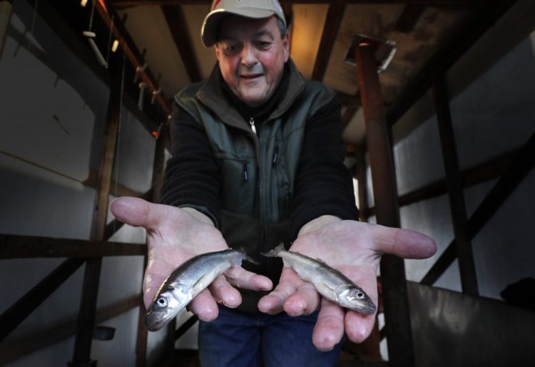 Ice fisherman Roger Dupuis, of Waltham, Mass., shows off a pair of rainbow smelt he caught on the Kennebec River in Randolph on Feb. 2, 2018. Recent reports show catches from the Androscoggin and Damariscotta rivers have been above average, in terms of the size of the fish and the numbers caught per tide, said Michael Brown, a fisheries scientist with the state.