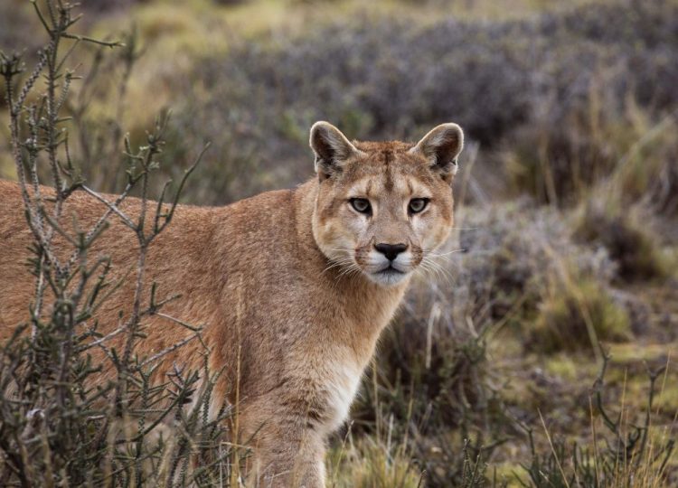 This image released by BBC America shows a female puma on the hunt in Torres del Paine National Park, Chile, featured in the nature series "Seven Worlds, One Planet," premiering Saturday on BBC America, AMC, IFC and SundanceTV. 
