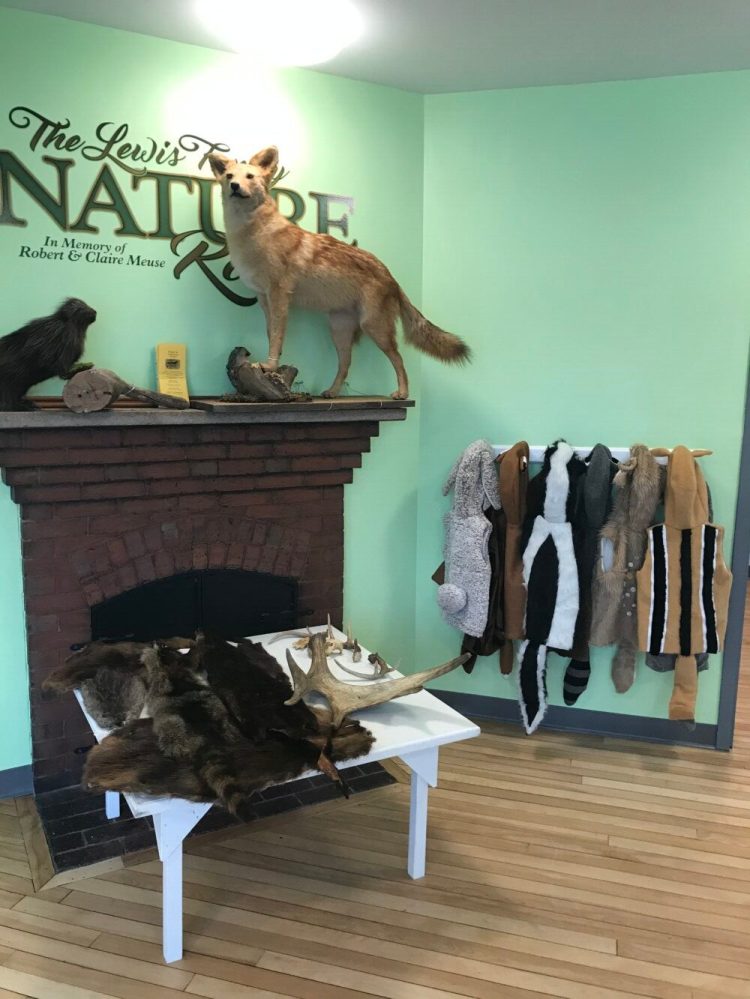 Part of the new Nature Room exhibit focused on Maine wild animals at the Western Maine Play Museum in Wilton.