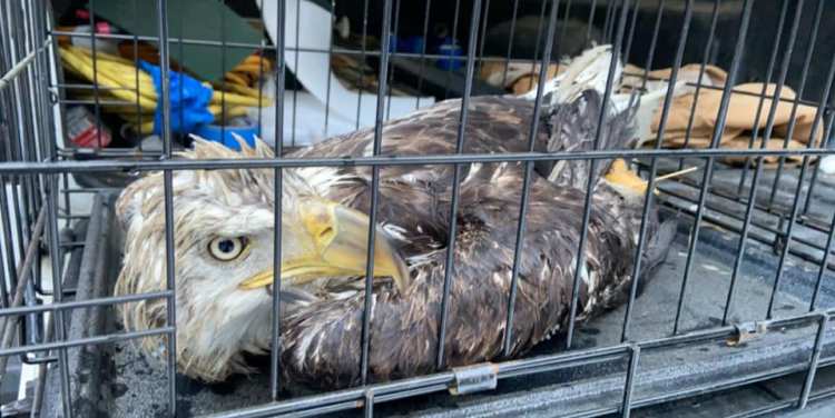 The female bald eagle Jason Dolloff and his daughter, Carrigan Robinson, rescued Jan. 12 from the Androscoggin River in Peru had a gunshot wound and elevated lead levels in its blood. The protected bird died that night.