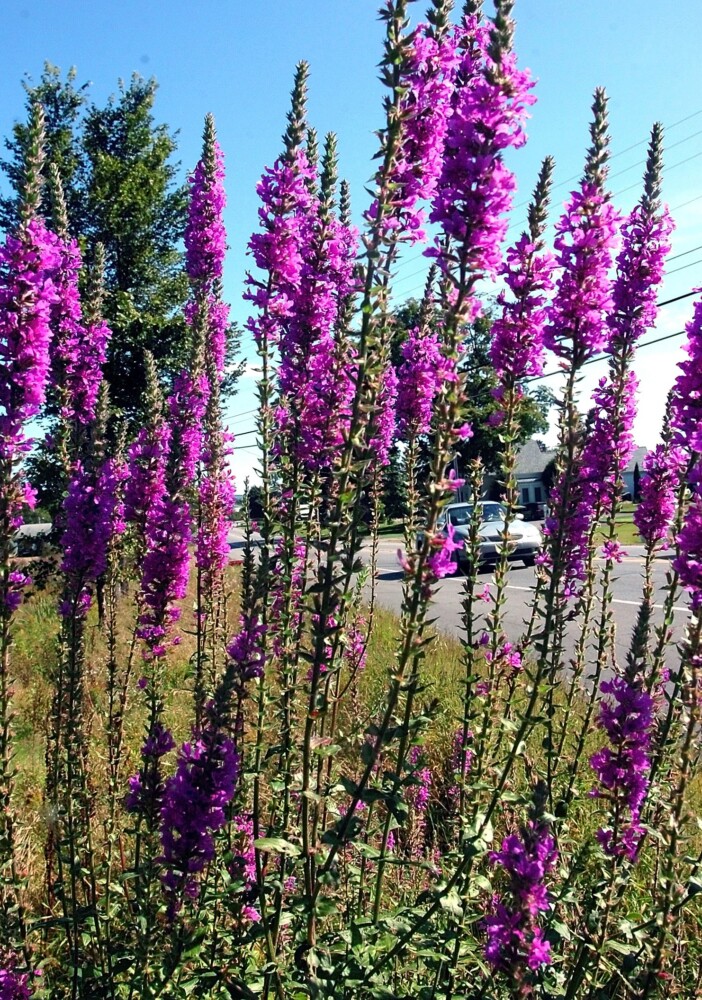 Loosestrife grows in a wet area along Route 2 in Farmington. Though it's beautiful when in bloom, this invasive is crowding out native plants and degrading wetlands.