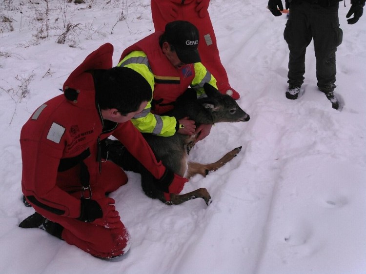 Brad Bosworth, left, and Madison Fire Department Deputy Chief Dan Bosworth hold the deer after it was rescued from the frozen Kennebec River. 