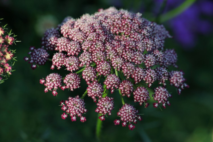Daucus carota ‘Dara.’ This cultivar of a common white-flowering weed commonly known as Queen Anne's Lace comes in a range of colors. It is Nancy Atwell's favorite plant for 2020.