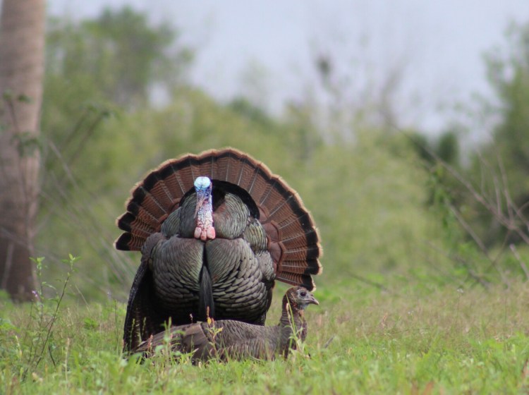 A male Osceola turkey struts his stuff for his mate. Osceola turkeys live in Florida. Your best bet for hunting them is to hire an outfitter. 